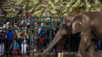 موعد افتتاح حديقة الحيوان الجديدة بعد ربطها بالأورمان في الجيزة